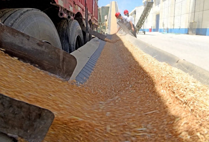 安徽淮南：托市收购 稳住农心