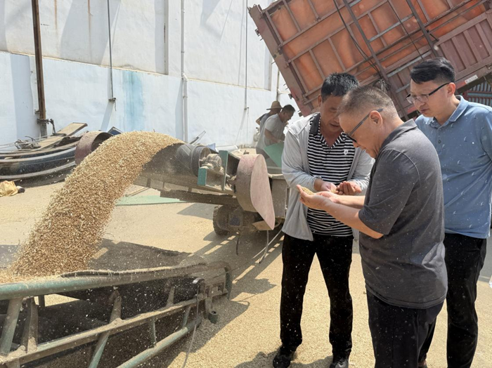 裕农公司调研夏粮收购工作